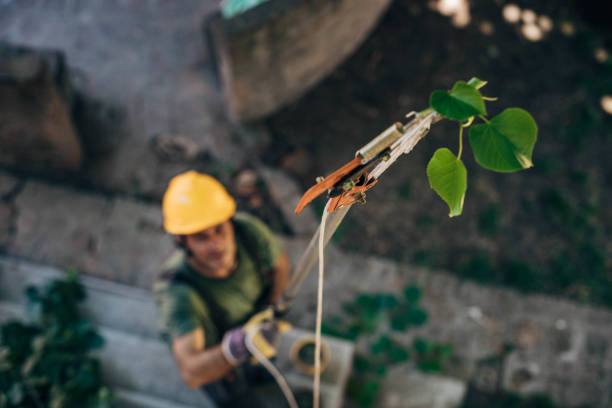 Best Stump Grinding and Removal  in Chewelah, WA